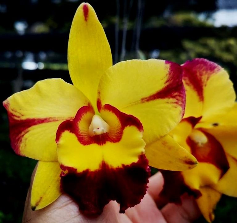 Rlc. Shang Ding Beauty