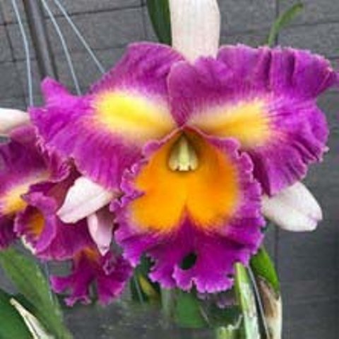 Rlc. Pegasus Fantasy `Sanctuary´