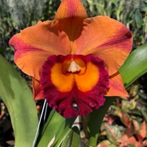 Rlc. Madonna Queen `Like Virgin´