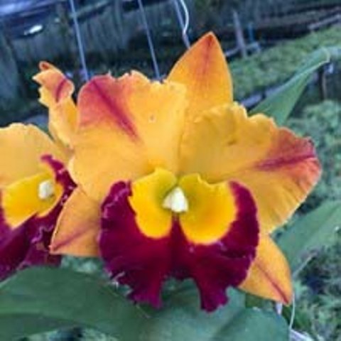 Rlc. Madonna Queen `Frozen´