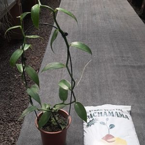 Terra vegetal - 5 litros