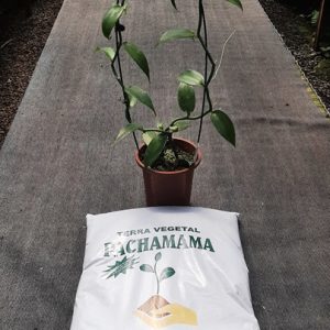 Terra vegetal - 10 litros