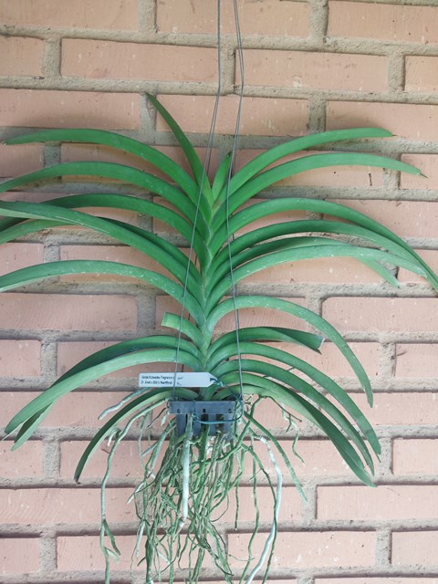 Vanda-Kulwadee-Fragrance-x-Dr.