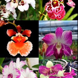 A04/A - Pacotão de 6 orquídeas selecionadas - 03 Oncidiums + 02 Dendrobiuns  + 1 Denphal