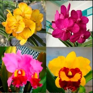 A04 - Pacotão de 8 orquídeas selecionadas - 02 Vandas Adultas + 02 Mudas de Vandas + 02 Cattleyas Adultas + 02 Mudas de Cattleyas